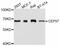 Centrosomal Protein 57 antibody, abx126859, Abbexa, Western Blot image 