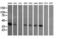 Mitogen-Activated Protein Kinase Kinase 3 antibody, LS-C174541, Lifespan Biosciences, Western Blot image 
