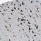 Phospholipase D Family Member 3 antibody, NBP1-83146, Novus Biologicals, Immunohistochemistry frozen image 