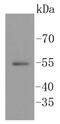Serum/Glucocorticoid Regulated Kinase 1 antibody, NBP2-67561, Novus Biologicals, Western Blot image 