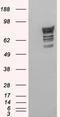 Phosphodiesterase 4D antibody, EB07046, Everest Biotech, Western Blot image 