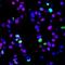 Paired Box 8 antibody, NBP2-29903, Novus Biologicals, Immunohistochemistry frozen image 