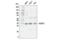 Branched Chain Amino Acid Transaminase 2 antibody, 79764S, Cell Signaling Technology, Western Blot image 