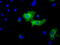 Baculoviral IAP repeat-containing protein 5 antibody, TA501245, Origene, Immunofluorescence image 