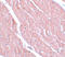 Autophagy Related 13 antibody, A02874, Boster Biological Technology, Immunohistochemistry frozen image 