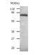 Albumin antibody, TA323638, Origene, Western Blot image 