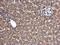 Nicotinamide Phosphoribosyltransferase antibody, NBP2-19468, Novus Biologicals, Immunohistochemistry paraffin image 