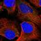 Ubiquitin Like With PHD And Ring Finger Domains 1 antibody, NBP1-88254, Novus Biologicals, Immunofluorescence image 