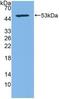 CD83 Molecule antibody, abx128814, Abbexa, Western Blot image 