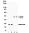 Bone Morphogenetic Protein 2 antibody, R31949, NSJ Bioreagents, Western Blot image 