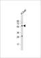 Bone Morphogenetic Protein 5 antibody, 58-997, ProSci, Western Blot image 