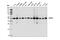 Cell Division Cycle 20 antibody, 14866S, Cell Signaling Technology, Western Blot image 