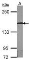 Activator Of Transcription And Developmental Regulator AUTS2 antibody, TA308083, Origene, Western Blot image 