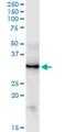 Smag-82 antibody, H00002250-M01, Novus Biologicals, Western Blot image 