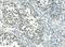 Activating Transcription Factor 1 antibody, M01600-1, Boster Biological Technology, Immunohistochemistry frozen image 