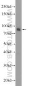 Actin Filament Associated Protein 1 Like 1 antibody, 23909-1-AP, Proteintech Group, Western Blot image 