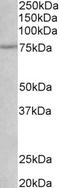 Nerve Growth Factor Receptor antibody, LS-C154904, Lifespan Biosciences, Western Blot image 