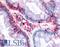 Bestrophin-4 antibody, LS-A8520, Lifespan Biosciences, Immunohistochemistry frozen image 