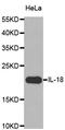 Interleukin 18 antibody, LS-C331267, Lifespan Biosciences, Western Blot image 