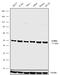 Actin Like 6A antibody, 711446, Invitrogen Antibodies, Western Blot image 