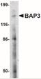 BAI1 Associated Protein 3 antibody, NBP2-41079, Novus Biologicals, Western Blot image 