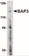 BAI1-associated protein 3 antibody, NBP2-41079, Novus Biologicals, Western Blot image 