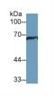Heat Shock Protein Family A (Hsp70) Member 1 Like antibody, LS-C294399, Lifespan Biosciences, Western Blot image 