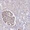 Testis Specific 13 antibody, PA5-54650, Invitrogen Antibodies, Immunohistochemistry paraffin image 