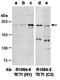 Tet Methylcytosine Dioxygenase 1 antibody, orb67233, Biorbyt, Western Blot image 