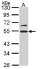 RuvB Like AAA ATPase 2 antibody, GTX113926, GeneTex, Western Blot image 