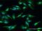 HECT Domain E3 Ubiquitin Protein Ligase 2 antibody, H00143279-M01, Novus Biologicals, Immunofluorescence image 