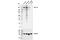 Collagen Type I Alpha 1 Chain antibody, 66948S, Cell Signaling Technology, Western Blot image 