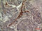Isocitrate Dehydrogenase (NADP(+)) 1, Cytosolic antibody, A00129, Boster Biological Technology, Immunohistochemistry frozen image 