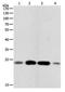 Ras Homolog Family Member A antibody, orb107464, Biorbyt, Western Blot image 