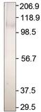 Adenylate Cyclase 2 antibody, GTX14777, GeneTex, Western Blot image 