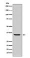Endonuclease G, mitochondrial antibody, M05147-2, Boster Biological Technology, Western Blot image 