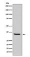 Endonuclease G antibody, M05147-2, Boster Biological Technology, Western Blot image 