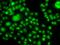 SRY-Box 14 antibody, PA5-77173, Invitrogen Antibodies, Immunofluorescence image 