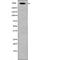 AHNAK Nucleoprotein antibody, abx148069, Abbexa, Western Blot image 