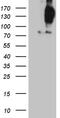 FYVE And Coiled-Coil Domain Containing 1 antibody, M06691, Boster Biological Technology, Western Blot image 