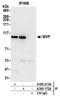 Major Vault Protein antibody, A305-213A, Bethyl Labs, Immunoprecipitation image 