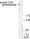 Acetyl-CoA Carboxylase Alpha antibody, LS-C117548, Lifespan Biosciences, Western Blot image 