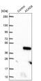 Acyl-CoA Dehydrogenase Family Member 8 antibody, NBP2-47559, Novus Biologicals, Western Blot image 