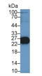 Troponin I2, Fast Skeletal Type antibody, LS-C687768, Lifespan Biosciences, Western Blot image 