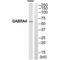 Gamma-Aminobutyric Acid Type A Receptor Alpha4 Subunit antibody, PA5-50036, Invitrogen Antibodies, Western Blot image 