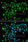 Dual Specificity Tyrosine Phosphorylation Regulated Kinase 2 antibody, A7012, ABclonal Technology, Immunofluorescence image 
