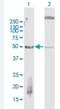 F-Box And WD Repeat Domain Containing 2 antibody, H00026190-B01P-50ug, Novus Biologicals, Western Blot image 