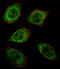 Ubiquitin C-Terminal Hydrolase L1 antibody, LS-B9320, Lifespan Biosciences, Immunofluorescence image 