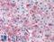 Triokinase And FMN Cyclase antibody, LS-B6683, Lifespan Biosciences, Immunohistochemistry frozen image 