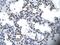 Interleukin Enhancer Binding Factor 2 antibody, PA5-41107, Invitrogen Antibodies, Immunohistochemistry frozen image 